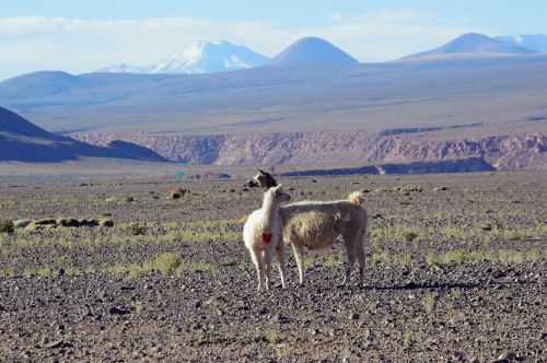 TREKKING NEL DESERTO DI ATACAMA 2015